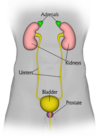 Urinary Tract