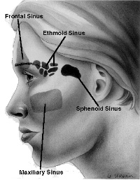 Skull with Sinuses