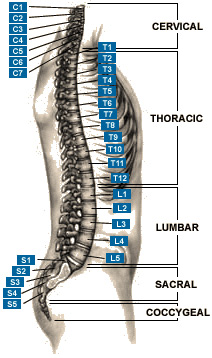 Spine