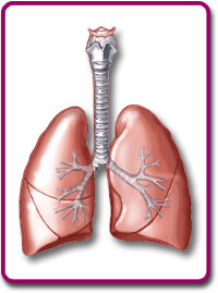 Lungs